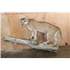 Image 3 : Big Life-sized MOUNTAIN LION on a Wall Hanging Log Base