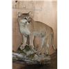 Image 4 : Big Life-sized MOUNTAIN LION on a Wall Hanging Log Base