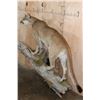 Image 5 : Big Life-sized MOUNTAIN LION on a Wall Hanging Log Base