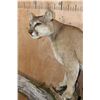 Image 7 : Big Life-sized MOUNTAIN LION on a Wall Hanging Log Base