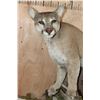 Image 8 : Big Life-sized MOUNTAIN LION on a Wall Hanging Log Base