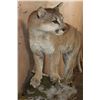 Image 9 : Big Life-sized MOUNTAIN LION on a Wall Hanging Log Base