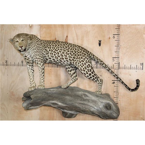 *TEXAS RESIDENTS ONLY* Life-sized LEOPARD on a Log Wall Hanging Base
