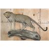 Image 1 : *TEXAS RESIDENTS ONLY* Life-sized LEOPARD on a Log Wall Hanging Base