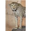 Image 2 : *TEXAS RESIDENTS ONLY* Life-sized LEOPARD on a Log Wall Hanging Base