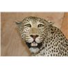 Image 3 : *TEXAS RESIDENTS ONLY* Life-sized LEOPARD on a Log Wall Hanging Base