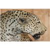 Image 6 : *TEXAS RESIDENTS ONLY* Life-sized LEOPARD on a Log Wall Hanging Base