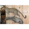 Image 9 : *TEXAS RESIDENTS ONLY* Life-sized LEOPARD on a Log Wall Hanging Base