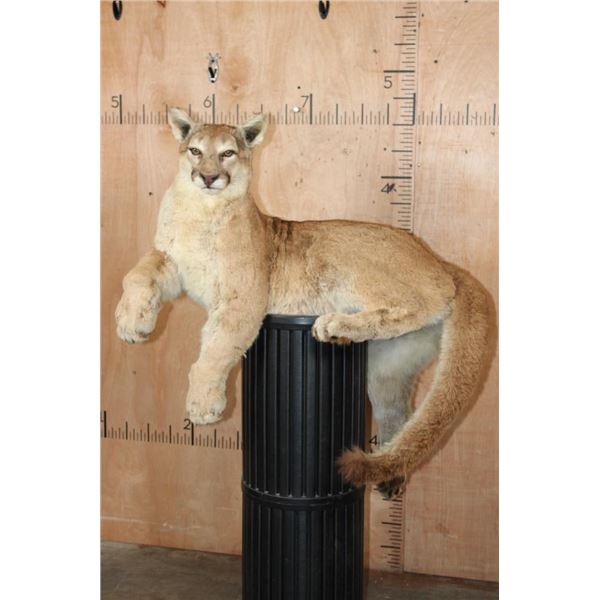 Freestanding Life-sized MOUNTAIN LION