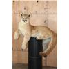 Image 1 : Freestanding Life-sized MOUNTAIN LION