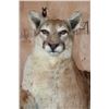 Image 2 : Freestanding Life-sized MOUNTAIN LION