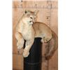Image 3 : Freestanding Life-sized MOUNTAIN LION