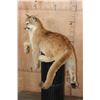 Image 4 : Freestanding Life-sized MOUNTAIN LION
