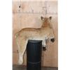 Image 5 : Freestanding Life-sized MOUNTAIN LION