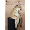 Image 7 : Freestanding Life-sized MOUNTAIN LION