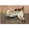 Image 8 : Freestanding Life-sized MOUNTAIN LION