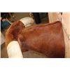 Image 14 : Huge TEXAS LONGHORN Shoulder Mount with a Big Texas Twist