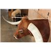 Image 16 : Huge TEXAS LONGHORN Shoulder Mount with a Big Texas Twist