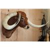 Image 3 : Huge TEXAS LONGHORN Shoulder Mount with a Big Texas Twist