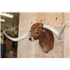 Image 4 : Huge TEXAS LONGHORN Shoulder Mount with a Big Texas Twist