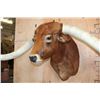 Image 5 : Huge TEXAS LONGHORN Shoulder Mount with a Big Texas Twist