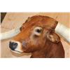 Image 6 : Huge TEXAS LONGHORN Shoulder Mount with a Big Texas Twist