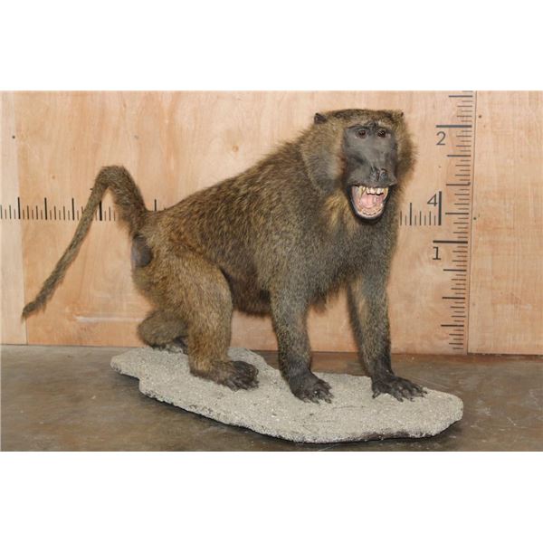 *New* Life-sized Male OLIVE BABOON on a Rocky Table or Floor Base