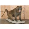 Image 1 : *New* Life-sized Male OLIVE BABOON on a Rocky Table or Floor Base