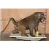Image 2 : *New* Life-sized Male OLIVE BABOON on a Rocky Table or Floor Base