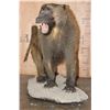 Image 3 : *New* Life-sized Male OLIVE BABOON on a Rocky Table or Floor Base