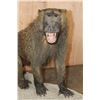 Image 4 : *New* Life-sized Male OLIVE BABOON on a Rocky Table or Floor Base