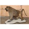 Image 5 : *New* Life-sized Male OLIVE BABOON on a Rocky Table or Floor Base