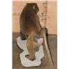 Image 6 : *New* Life-sized Male OLIVE BABOON on a Rocky Table or Floor Base