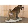 Image 7 : *New* Life-sized Male OLIVE BABOON on a Rocky Table or Floor Base