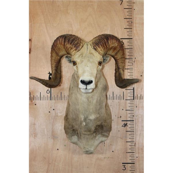 *TEXAS RESIDENTS ONLY* ARGALI Sheep Ram Shoulder Mount