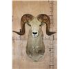 Image 1 : *TEXAS RESIDENTS ONLY* ARGALI Sheep Ram Shoulder Mount