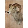 Image 2 : *TEXAS RESIDENTS ONLY* ARGALI Sheep Ram Shoulder Mount