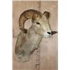 Image 3 : *TEXAS RESIDENTS ONLY* ARGALI Sheep Ram Shoulder Mount