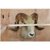 Image 4 : *TEXAS RESIDENTS ONLY* ARGALI Sheep Ram Shoulder Mount