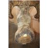Image 5 : *TEXAS RESIDENTS ONLY* ARGALI Sheep Ram Shoulder Mount