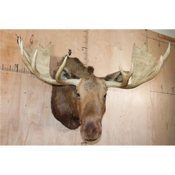 17-Point MOOSE Shoulder Mount Looking to the Right