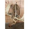 Image 9 : 17-Point MOOSE Shoulder Mount Looking to the Right