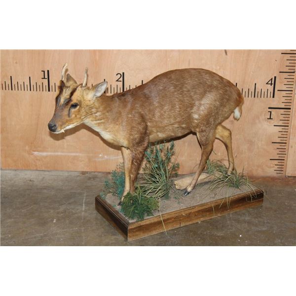 Life-sized MUNTJAC on a Decorative Wood Base