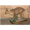 Image 1 : Life-sized MUNTJAC on a Decorative Wood Base