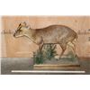 Image 2 : Life-sized MUNTJAC on a Decorative Wood Base
