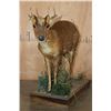 Image 3 : Life-sized MUNTJAC on a Decorative Wood Base