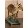 Image 4 : Life-sized MUNTJAC on a Decorative Wood Base