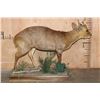 Image 5 : Life-sized MUNTJAC on a Decorative Wood Base