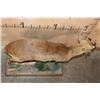 Image 6 : Life-sized MUNTJAC on a Decorative Wood Base