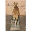 Image 7 : Life-sized MUNTJAC on a Decorative Wood Base
